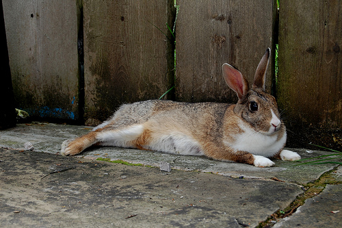ozzy