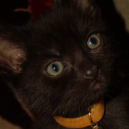 Sid