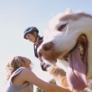 Pesky Husky